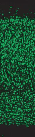 NeuN antibody stains neuronal cell bodies. Scale bars, 1 µm.
