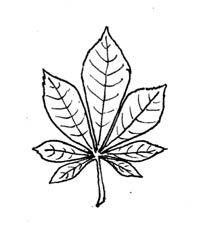 1 The drawings show leaves from five species of tree. leaflet leaf A leaf B leaf C needle leaf D leaf E Look at the drawings.