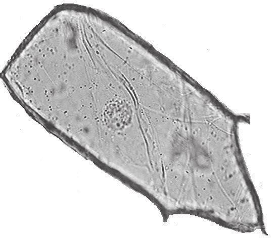 5 The photograph shows a magnified onion cell. CCEA Look at the photograph. (a) Name part A.