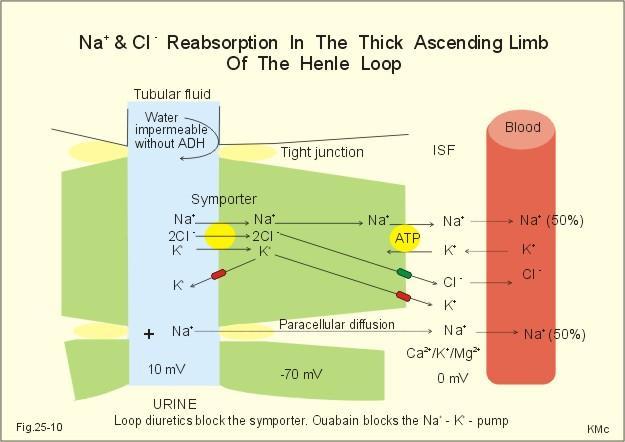 Na + & Cl - reabsorption in the thick