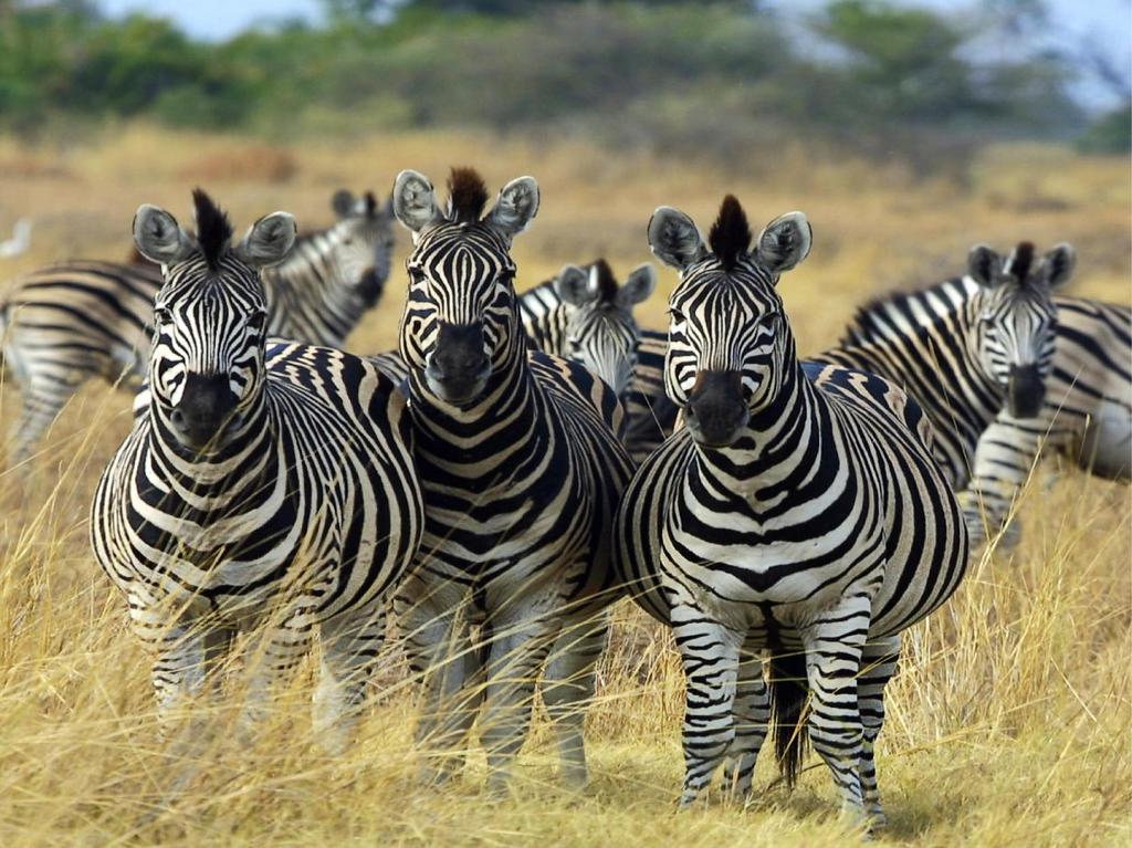Do Zebras