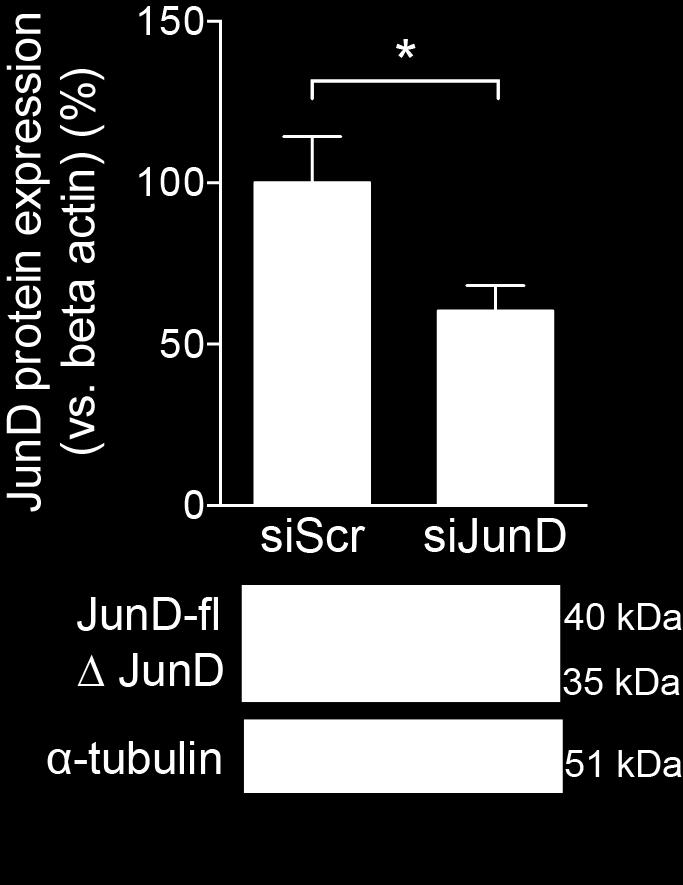 in vivo JunD silencing JunD protein expression in