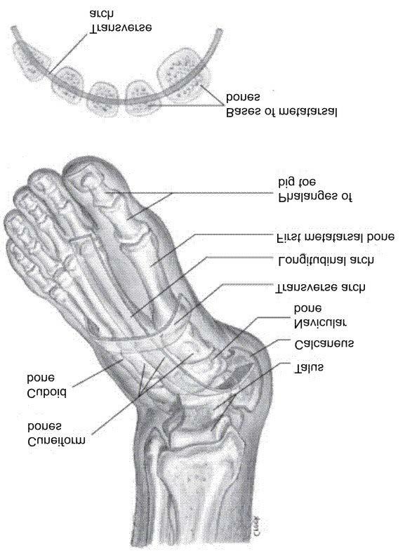 Arches Transverse arch extends across foot from 1 st metatarsal to the 5 th