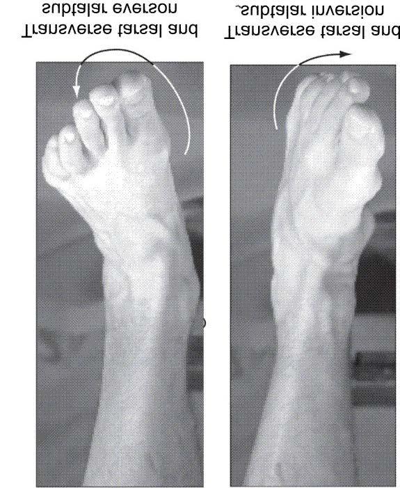 Movements Eversion turning ankle and foot outward; abduction, away from midline; weight is on medial edge of foot Inversion turning ankle and foot
