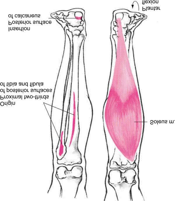 Soleus Muscle Plantar flexion of ankle Copyright 2007 McGraw-Hill Higher Education.