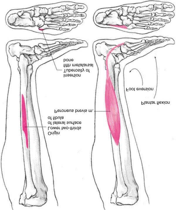 Peronius brevis (fibularis) Muscle Eversion of foot Plantar flexion of ankle