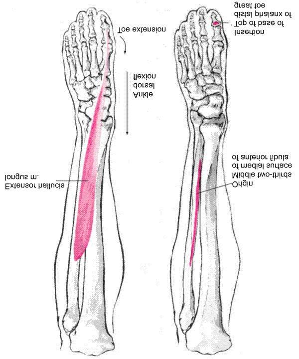 Extensor Hallucis Longus Muscle Extension of great toe at metatarsophalangeal, and interphalangeal joints Weak