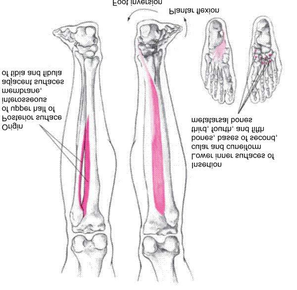 Tibialis Posterior Muscle Inversion of foot Plantar flexion of ankle Copyright 2007 McGraw-Hill Higher Education.