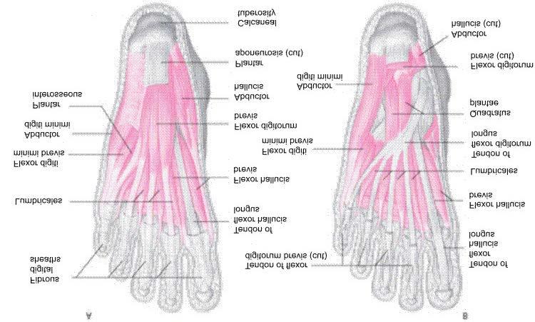 Intrinsic Muscles of the Foot First (superficial) layer: Abductor hallucis, flexor digitorum brevis, abductor digiti minimi (quinti) Second layer: Quadratus plantae, lumbricales (4)