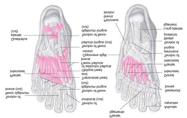 Intrinsic Muscles of the Foot Third layer: Flexor hallucis brevis, adductor hallucis, flexor digiti minimi (quinti) brevis Fourth (deep) layer: Dorsal interossei (4), plantar interossei (3)