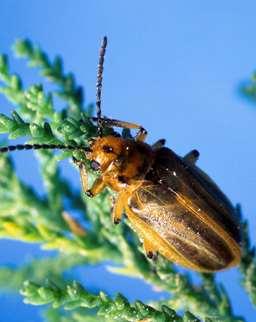 We Can Use Biocontrol Diorhabda carinulata The tamarisk beetle