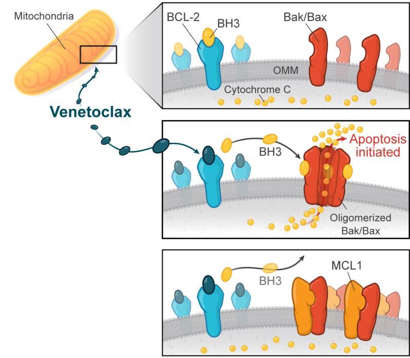 MCL1: The Achilles Heal for Venetoclax Venetoclax inhibits BCL2 but not antiapoptotic family member MCL1