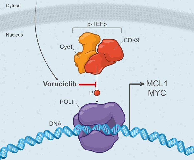 Voruciclib: Potential to Overcome Venetoclax Resistance Cyclin Dependent Kinases (CDKs) are a family of kinases involved in cell cycle and transcription control
