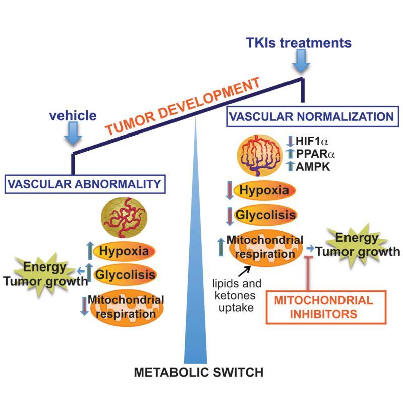 The Problem: Tumor Cell Metabolic Plasticity In vivo, tumor cells display metabolic plasticity switching between aerobic glycolysis and mitochondrial metabolism Pre-clinical data demonstrate ability