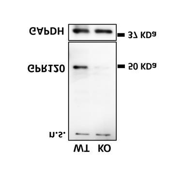 Supplementary Figure 11. Validation of specificity of GPR120 detection by immunoblot using BAT from GPR120-null mice.