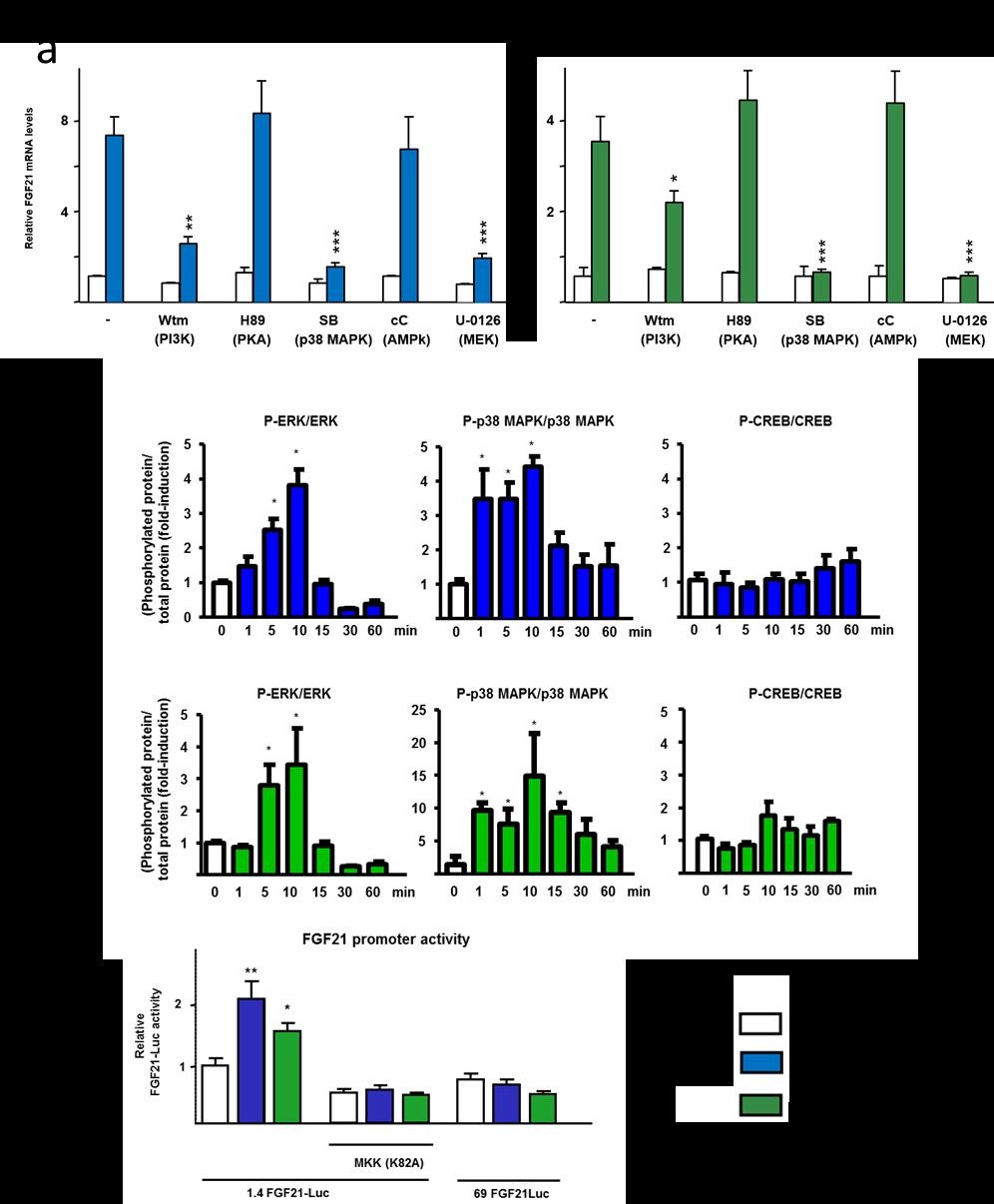 Supplementary Figure 9. Effects of GW9508 or EPA on FGF21 mrna expression in the presence of kinases inhibitors, phosphorylation of regulatory kinases, and FGF21 gene promoter activity.