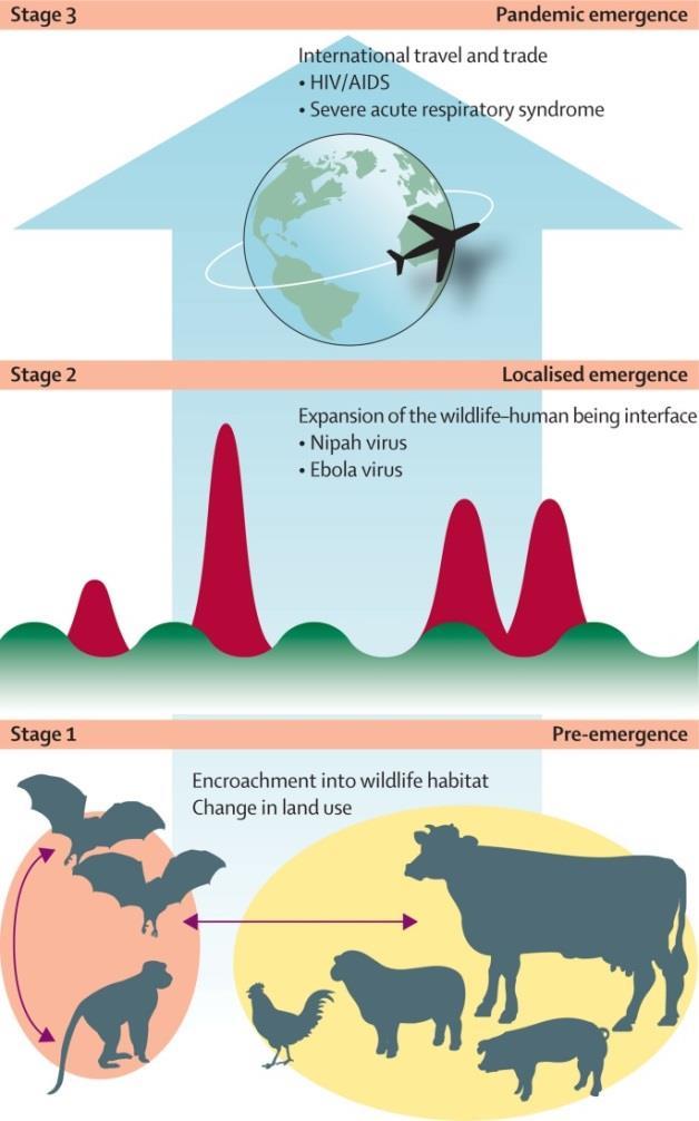 The Halo Effect Stages of Emergence Critically important data collected on host ecology, epidemiology, genetics & human interaction Surveillance & laboratory