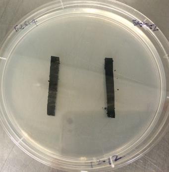 Methods In vitro agar mating assay Mycelial strips of (i) MAT1-1 (ii) MAT1-2, or (iii) MAT1-1 + MAT1-2 paired parallel on ½ PDA, in triplicate
