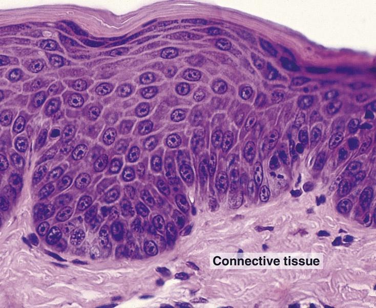 corneum granulosum spinosum basale Thin skin Stratum lucidum