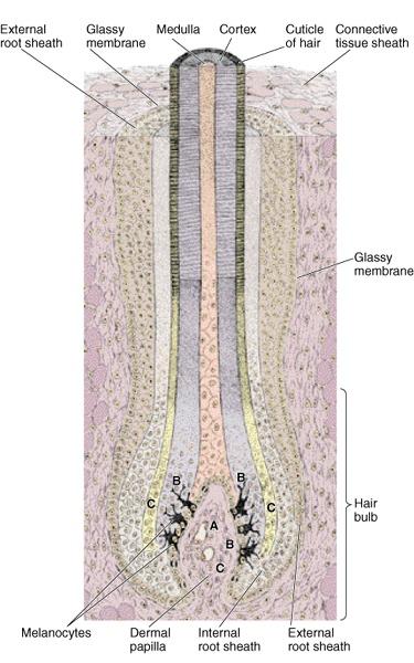 The cuticle and cortex make up the hard keratin part of the