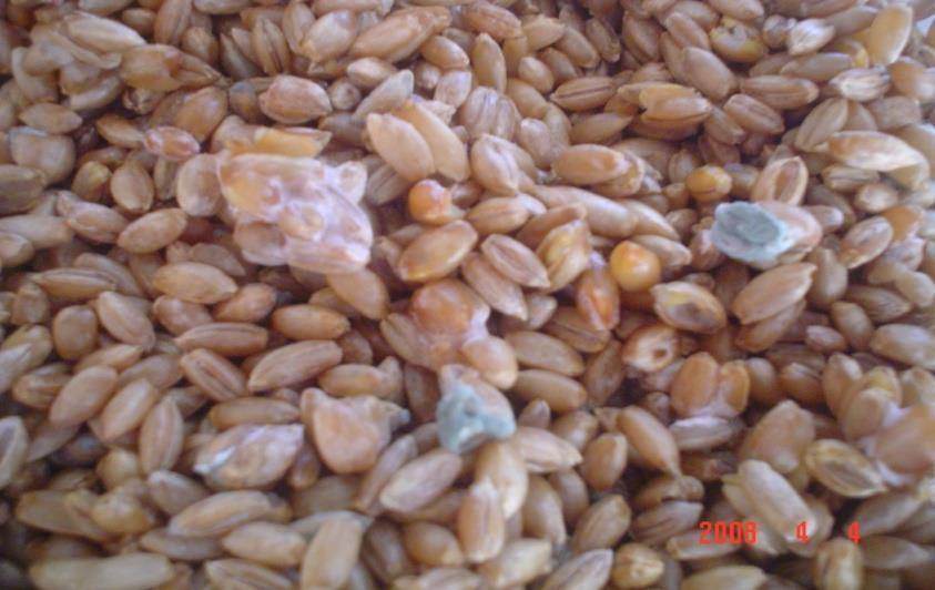 Sources of aflatoxin in milk Feed ingredients