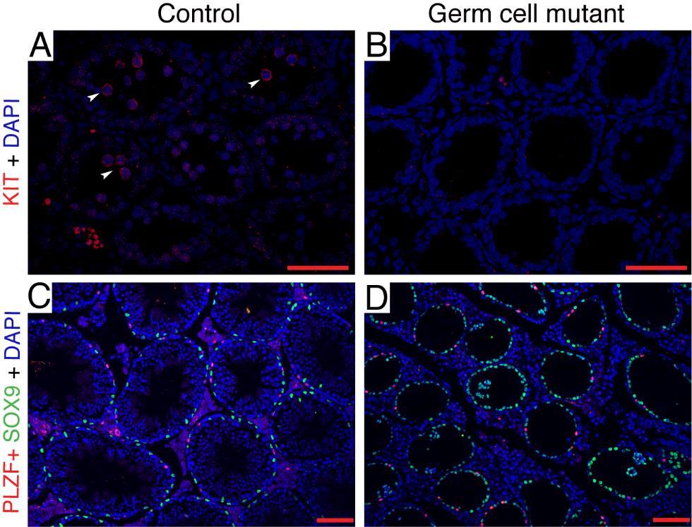 Figure S3. Impaired spermatogonial differentiation in germ cell mutant testes. (A and B) Immunofluorescence staining for KIT (red) in sections of control (A), germ cell mutant (B).