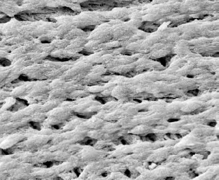 The surface supports the adsorption of proteins on particles enabling efficient adhesion of osteoblasts.