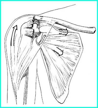 Loss of Stable Fulcrum Rotator cuff dysfunction