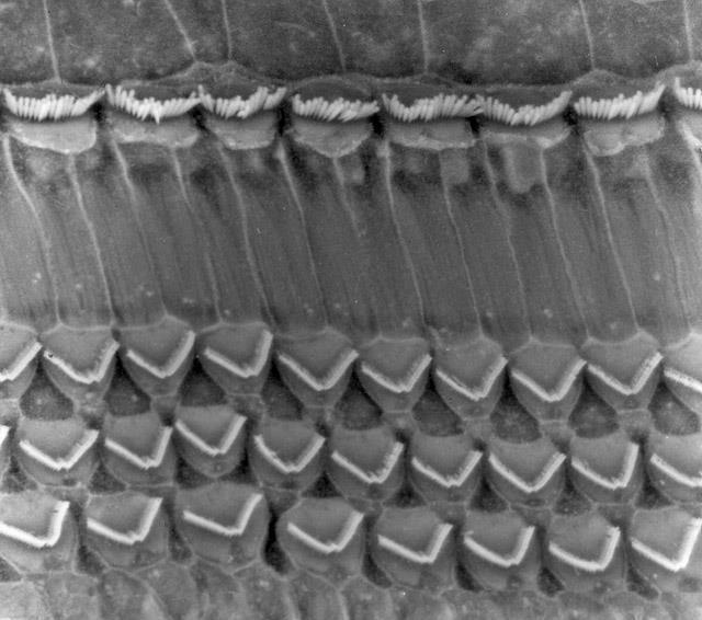 Organ of Corti with rows of haircells.