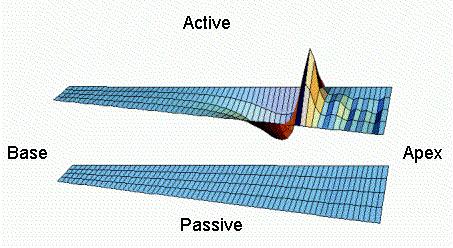 Vibration of Basilar Membrane (BM) Periodic pressure wave from oval window causes pressure difference between SV and ST Traveling wave (van Békésy, Nobel Prize in 1961) For high frequencies maximum