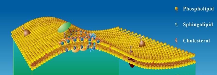 Cell plasma membrane Lipid rafts Sphingolipid