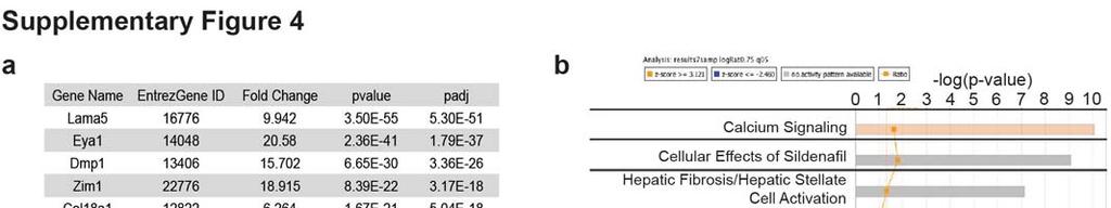 Supplementary Figure 4. Ano1 is upregulated in HIF-2α deficient UPS tumors a) Ten most differentially expressed genes from RNA-seq of KP and KPH2 tumors.