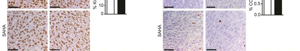 c) - d) Immunohistochemical staining of autochthonous KPH2 tumors treated with DMSO (n = 4) or SAHA (50 mg/kg/day, n = 5).