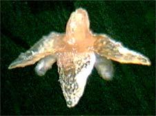 9 cm diametro extus glabra, intus pubescente; coronus ellipticus navicularibus, supra concavis, apice interno erecto dentate, externo acuto emarginate, dorso margo et centro carinato.