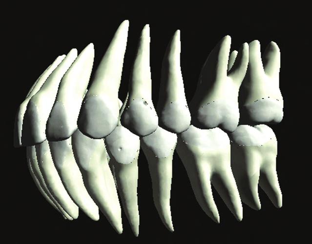 DESCRIBE THE CUSPAL RELATIONSHIPS OF THE MAXILLARY AND MANDIBULAR TEETH Occlusion Occlusion Points of Occlusion Arches in Occlusion (Class I) View the different points of contact between the upper