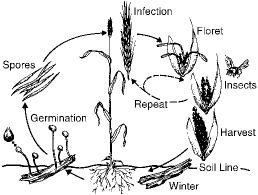 The spores land on open flowers, germinate, and the fungus then invades the embryo of the developing kernel (Figure 4).