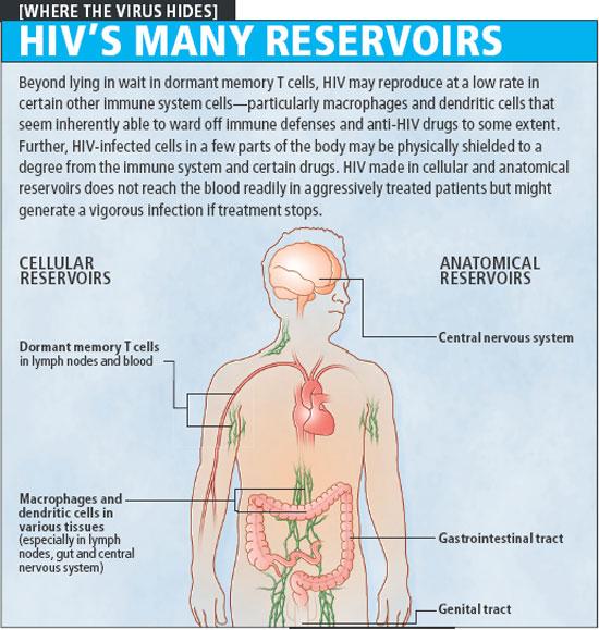 HIV-1 Reservoirs HIV-1 remains hidden in reservoirs, leading to chronic, life-long infec,on Invisible to body s immune defenses Not sensi,ve to an,-hiv-1 drugs Eradica,on will require mul,ple