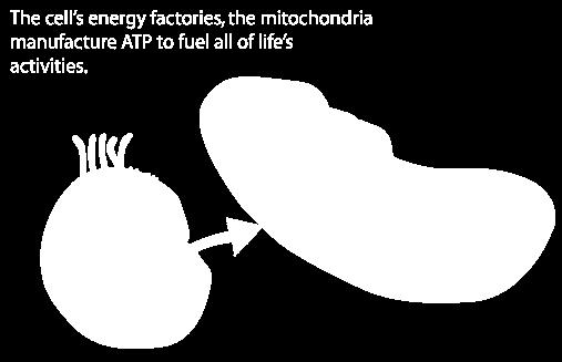 4. More Energy - ATP