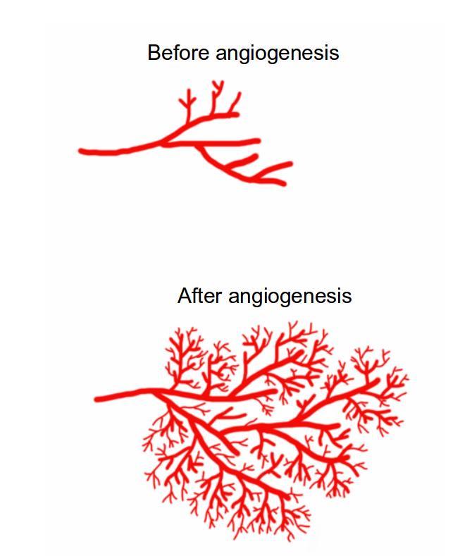 5.1 PEMF & Angiogenesis Angiogenesis is the physiological process involving the growth of new blood vessels from pre-existing vessels.