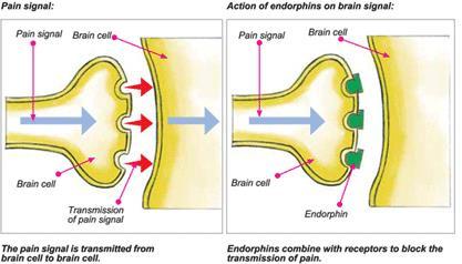2. Pain and Endorphins Endorphins is our body s natural