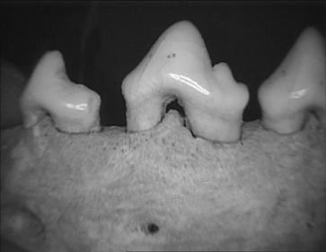 A mandible of Canis familiaris, affected by paradontosis; the
