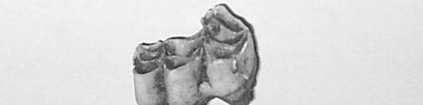 In one mandible fragment of Ovis aries/capra
