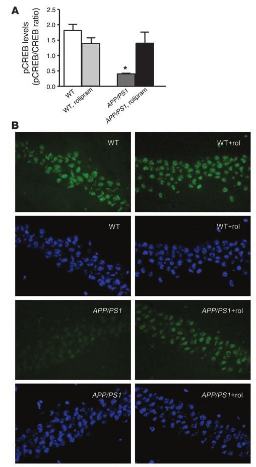 Figure 5 Daily injections of rolipram for 3 weeks in 3-month-old APP/PS1 mice reverse the decrease in CREB phosphorylation both in hippocampal extracts and in hippocampal slices from the same mice at