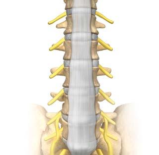 MYOTOMES Myotomes are muscle groups that are innervated by particular spinal nerve levels.