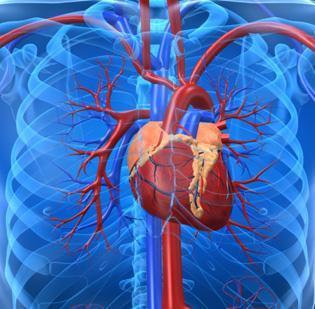 The Cardiovascular System (Part II)