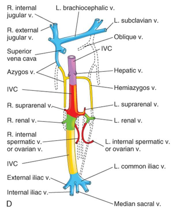 Posterior cardinal veins: root of azygos v.