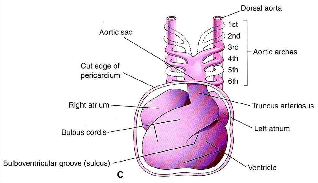 Pharyngeal arch arteries (Aortic arches) Intersegmental arteries Dorsal aorta