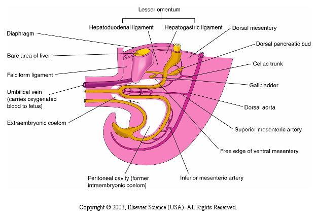 Vitelline arteries Celiac trunk: foregut Superior