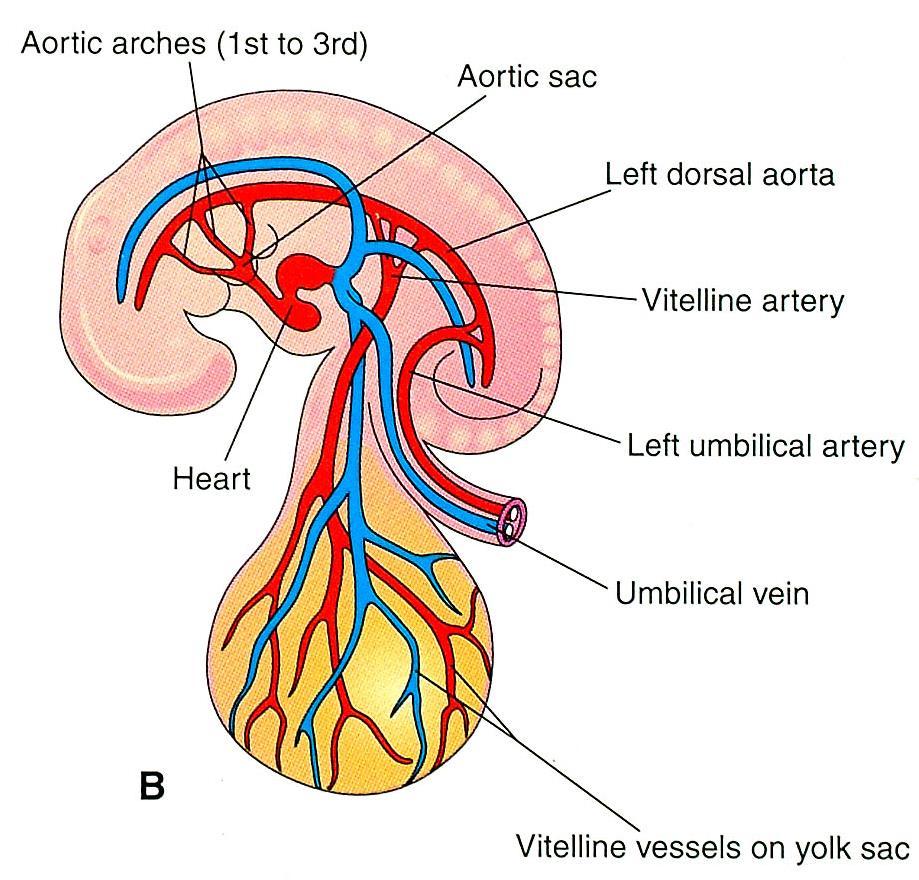 arteries Pharyngeal