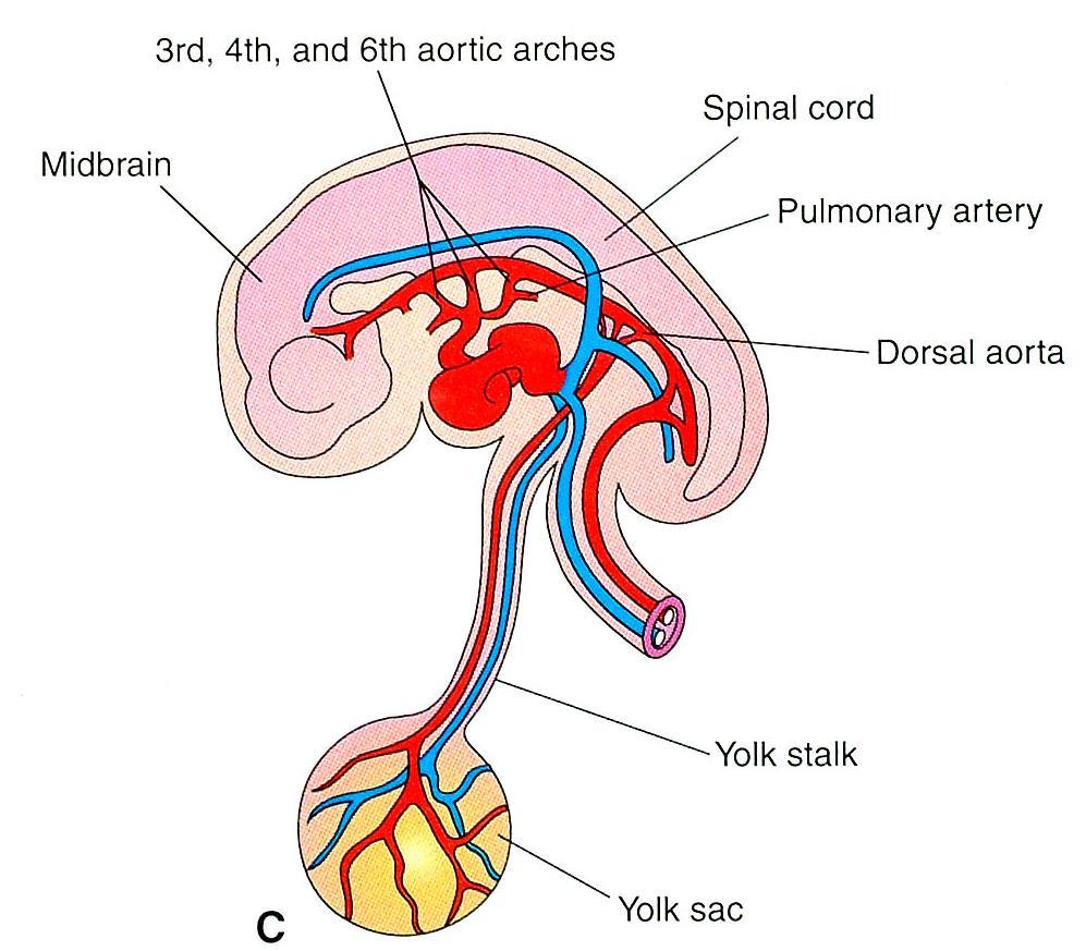 Primordial pharyngeal arch arterial pattern is transformed into the final fetal arterial arrangement during